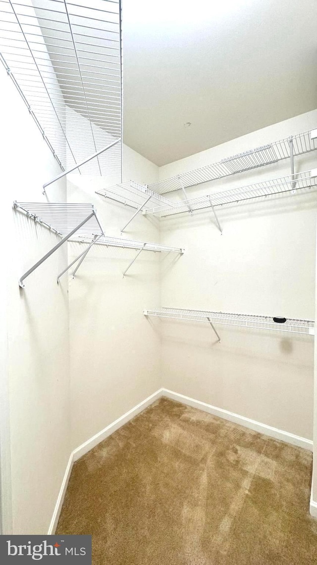 423 Carson Ter, Huntingdon Valley, PA 19006 - spacious closet featuring carpet floors