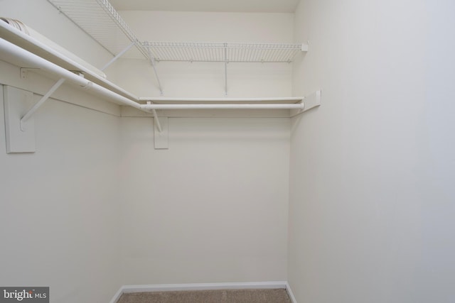 spacious closet with carpet flooring