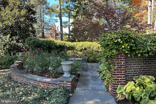 view of yard featuring a patio area