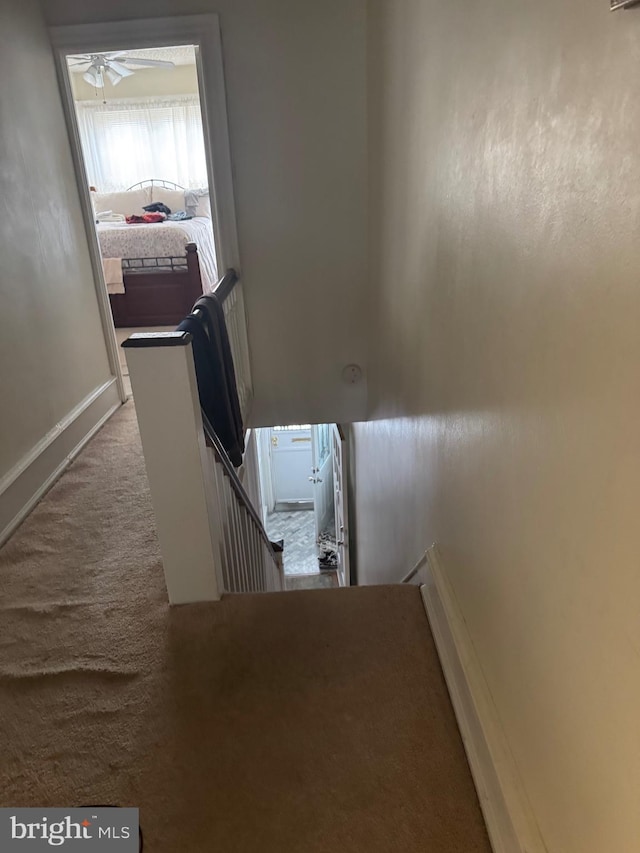 stairs featuring carpet and ceiling fan