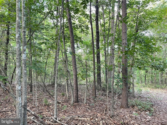 view of local wilderness