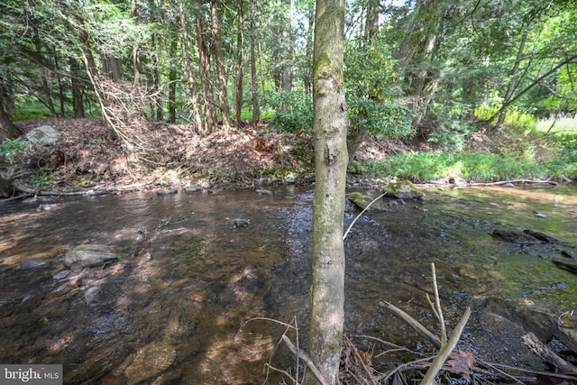 view of local wilderness