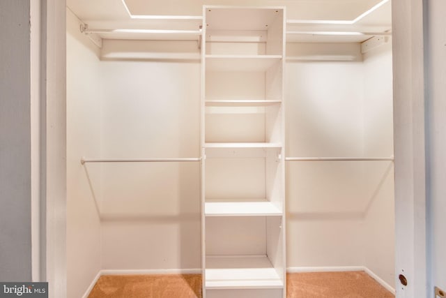 spacious closet featuring carpet flooring