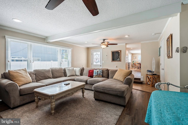 living room with ceiling fan, beam ceiling, a textured ceiling, crown molding, and dark hardwood / wood-style flooring