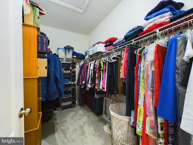 spacious closet featuring carpet floors