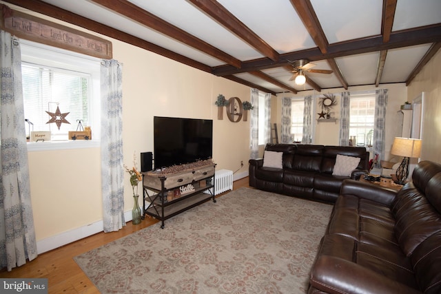 living room featuring ceiling fan, plenty of natural light, light hardwood / wood-style floors, and radiator heating unit