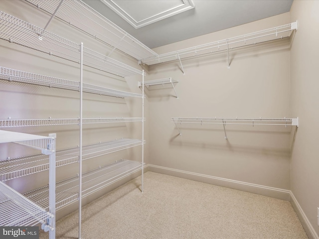 walk in closet with carpet flooring