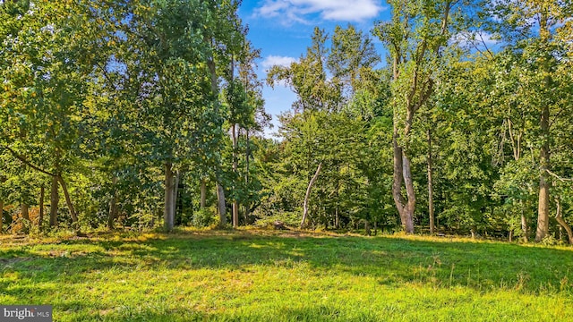 view of local wilderness