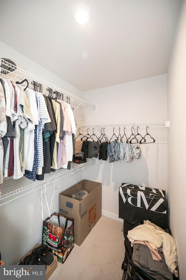 walk in closet featuring carpet