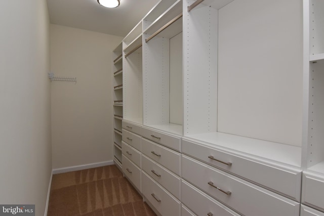 spacious closet featuring carpet