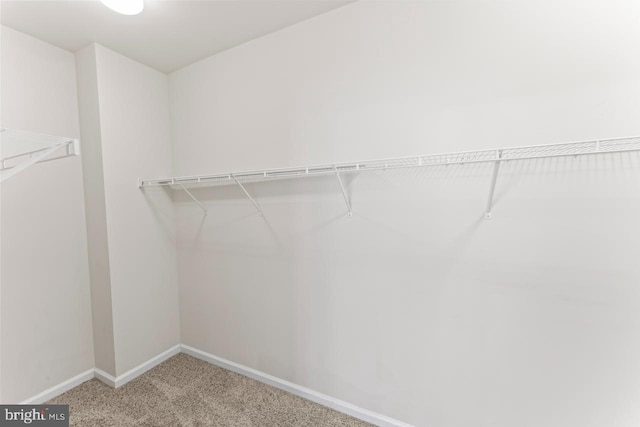 walk in closet with carpet flooring