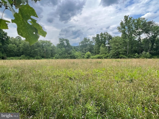 view of local wilderness