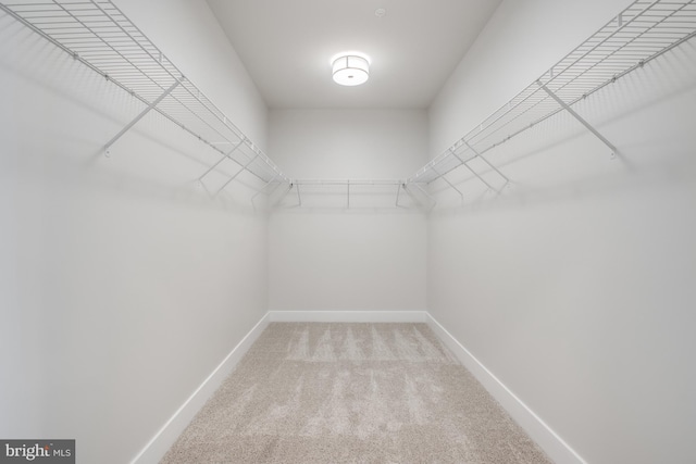 spacious closet featuring carpet