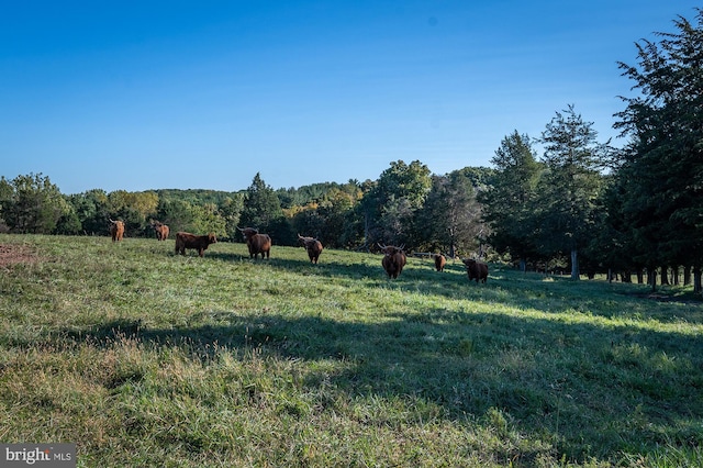 view of local wilderness with a rural view