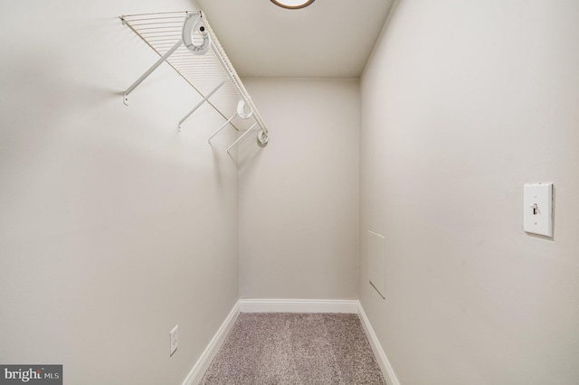 spacious closet featuring carpet