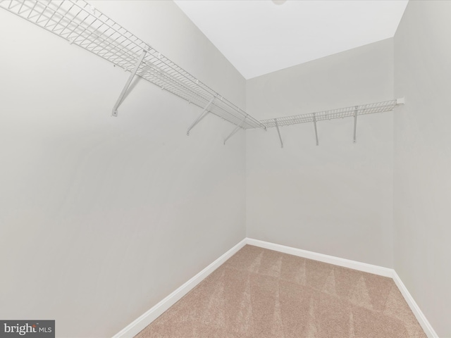 walk in closet with carpet floors