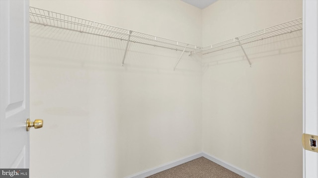 walk in closet featuring carpet