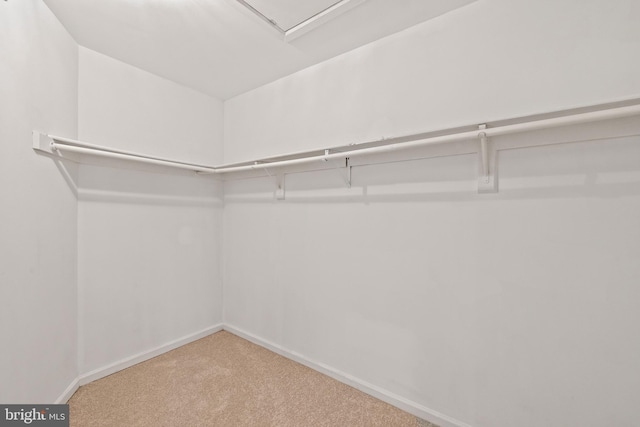 walk in closet featuring carpet floors