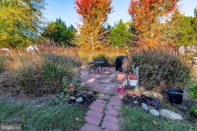 view of yard featuring a patio area