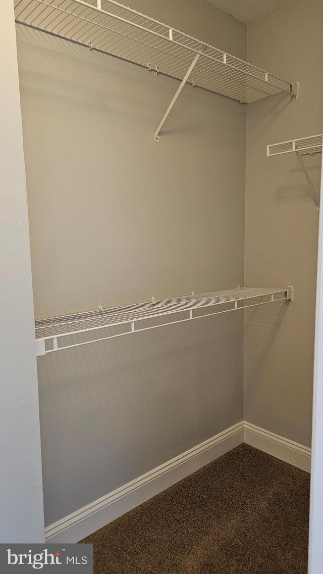 walk in closet featuring carpet flooring