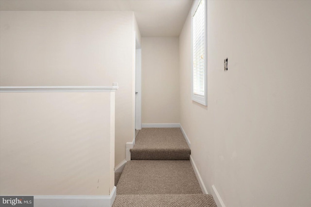 stairway featuring carpet flooring