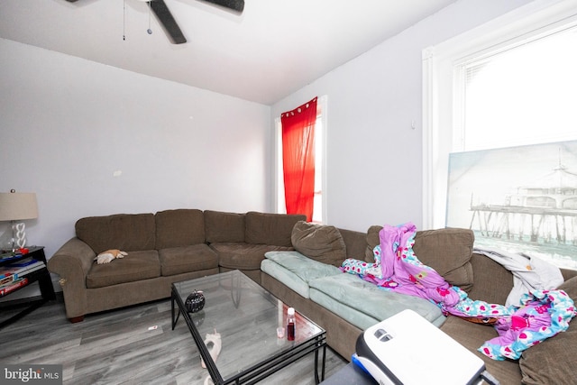 living room with hardwood / wood-style floors, ceiling fan, and lofted ceiling