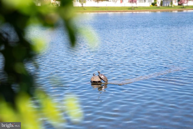 water view