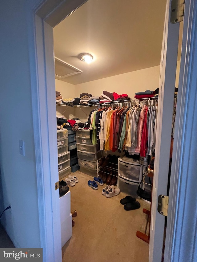 walk in closet with carpet floors