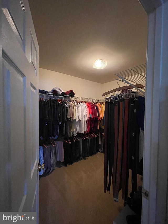 spacious closet featuring carpet flooring