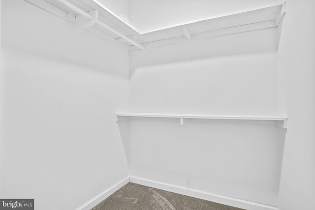 spacious closet featuring carpet