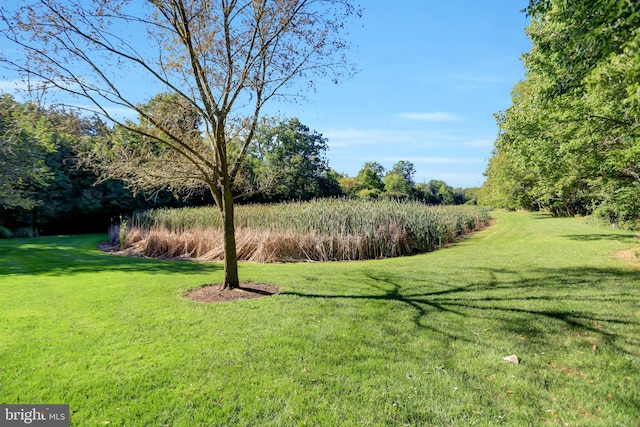 373 Craig Rd, Greencastle, PA 17225 - view of yard