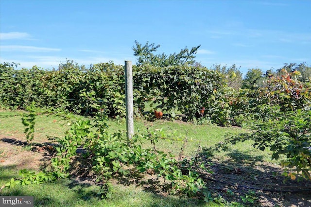 373 Craig Rd, Greencastle, PA 17225 - view of yard