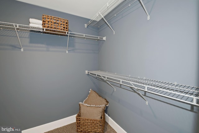 walk in closet with carpet floors