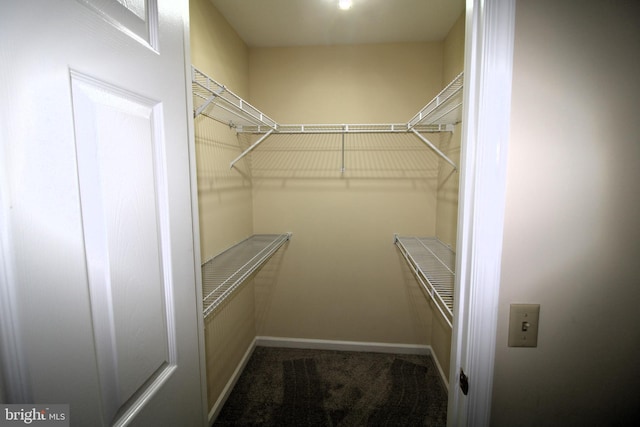 walk in closet with carpet floors