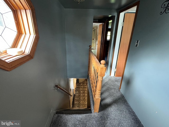 stairway with carpet flooring and a wealth of natural light