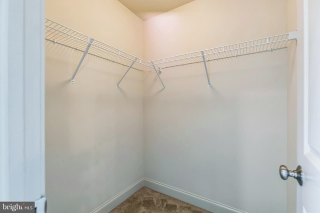 walk in closet featuring carpet flooring