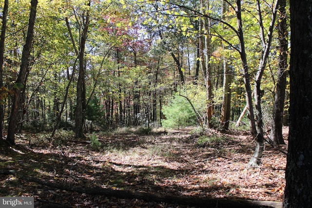 Listing photo 3 for 40.00AC Shenandoah Mountain Rd, Mathias WV 26812