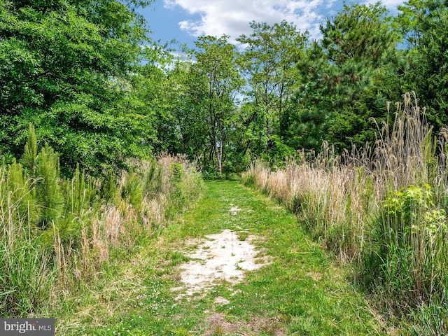 view of local wilderness