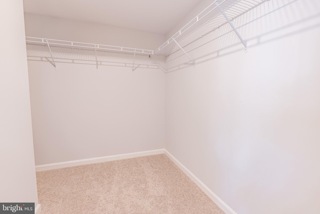 spacious closet with carpet