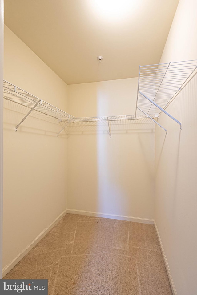 walk in closet featuring carpet floors