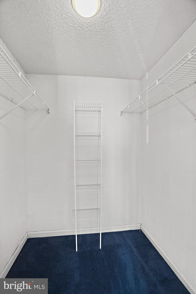 walk in closet featuring carpet floors