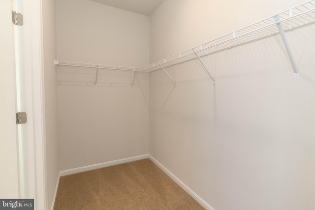 spacious closet with carpet