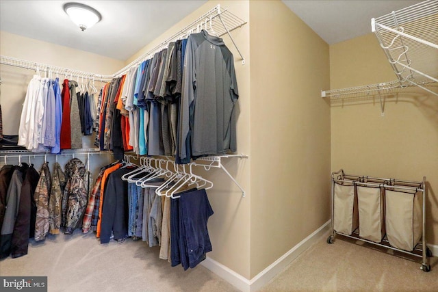 spacious closet featuring carpet