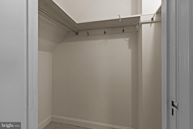 spacious closet featuring carpet