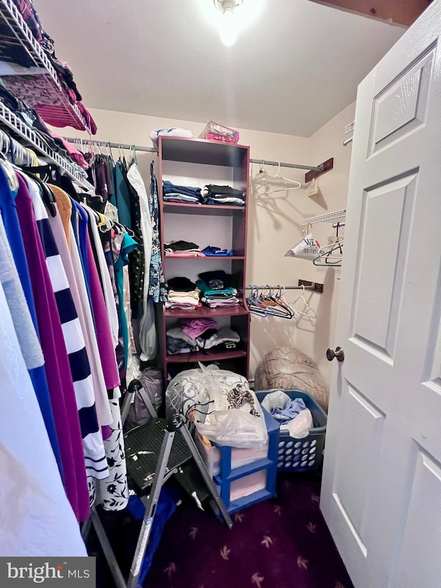 walk in closet featuring carpet floors