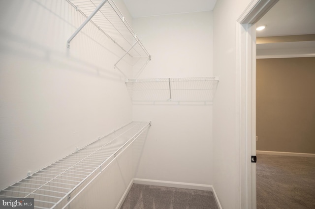 walk in closet with carpet floors