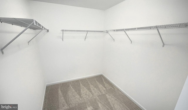 walk in closet featuring carpet floors