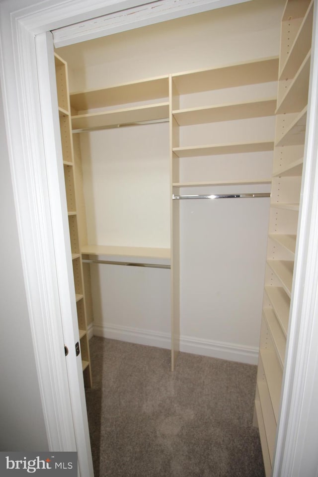 spacious closet with carpet floors