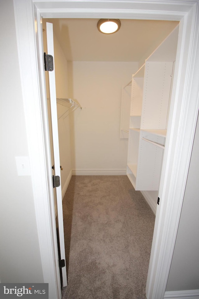 walk in closet featuring carpet flooring