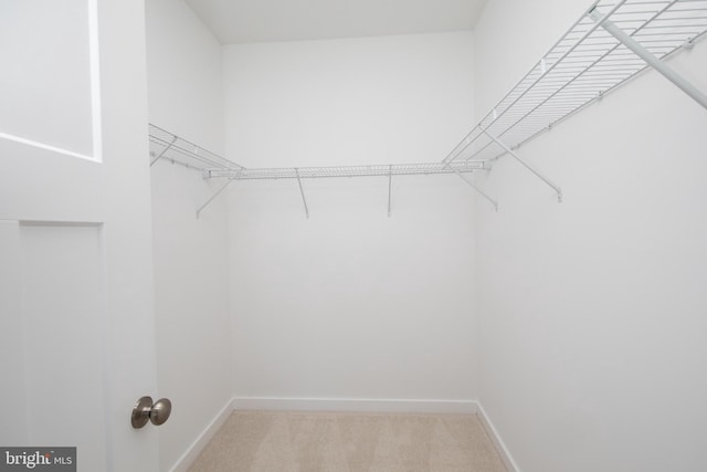 walk in closet featuring carpet flooring